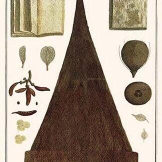 Plant Parts & Craft Product Made from Plants by Albertus Seba