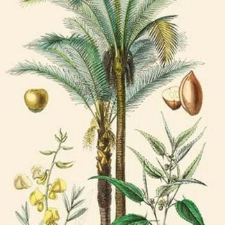 Plants Used in Clothing and Cordage. Gomuti Palm