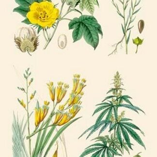 Plants used in clothing and cordage. Cotton