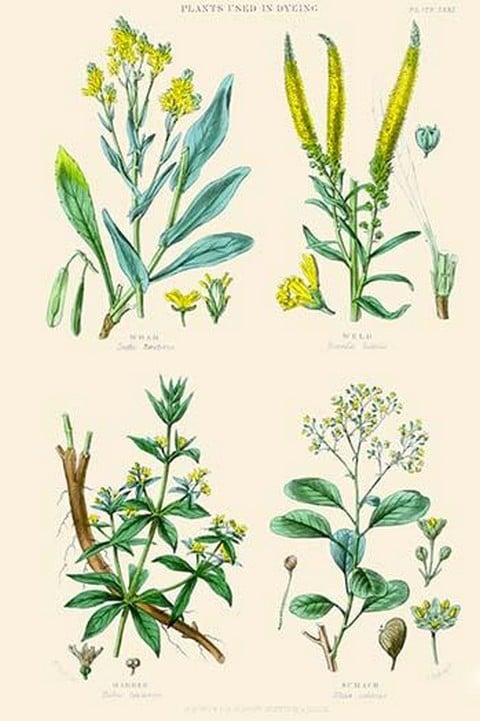 Plants used in dyeing. Woad