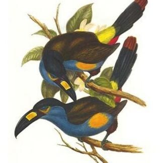 Plate Billed Mountain Toucan by John Gould