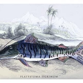 Platystoma Tigrinum by Robert H. Schomburgk