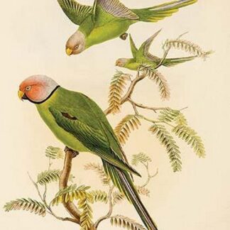 Plum Headed Parakeet by John Gould