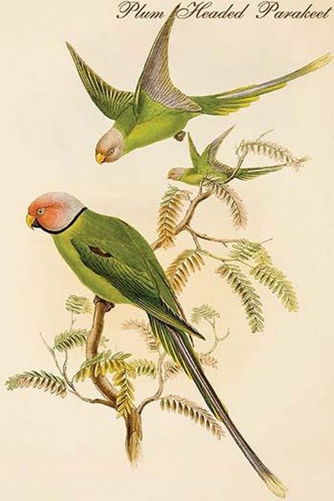 Plum Headed Parakeet by John Gould