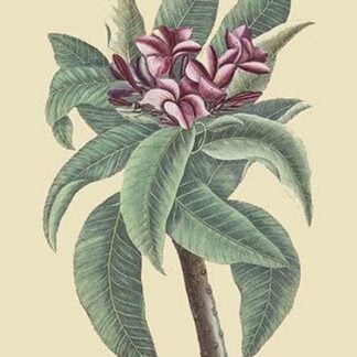 Plumeria by Mark Catesby