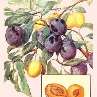Plums