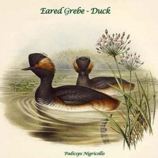 Podiceps Nigricollis - Eared Grebe - Duck by John Gould