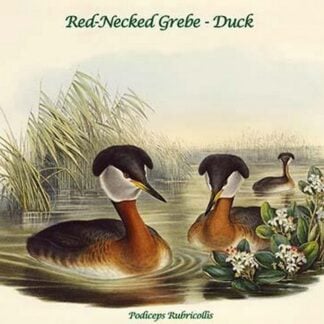 Podiceps Rubricollis - Red-Necked Grebe - Duck by John Gould
