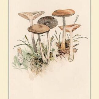 Poisonous Champignous by W. Hamilton Gibson