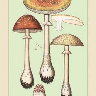 Poisonous Fungi: Fly Amanita