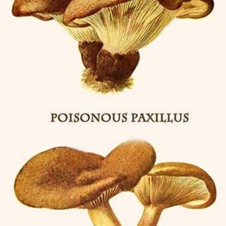 Poisonous Paxillus By Edmund Michael