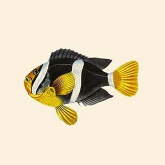 Pol-Kitchah by John Whitchurch Bennett