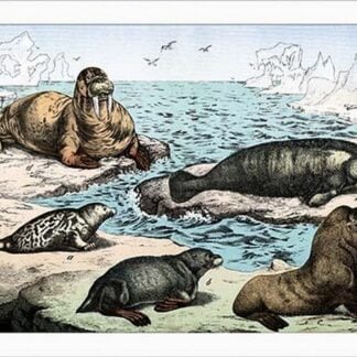 Polar Mammals by Heinrich V. Schubert