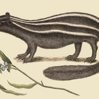 Polcat by Mark Catesby