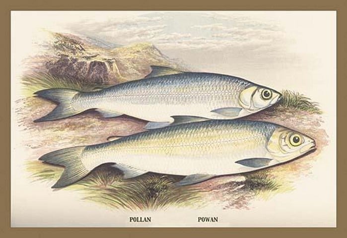 Pollan and Powan by A.F. Lydon