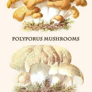 Polyporus Mushrooms By Edmund Michael