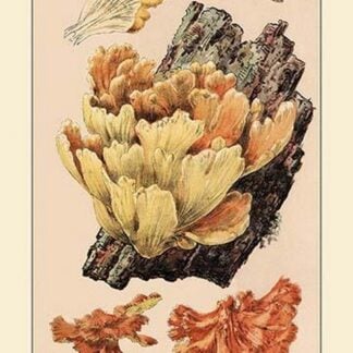 Polyporus Sulphureus by W. Hamilton Gibson