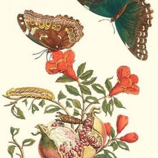 Pomegranate and Butterflies by Maria Sibylla Merian
