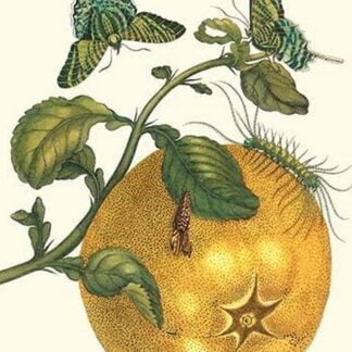Pomelo Fruit with Urania Moth by Maria Sibylla Merian