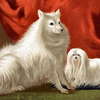 Pomeranian & Maltese by Vero Shaw