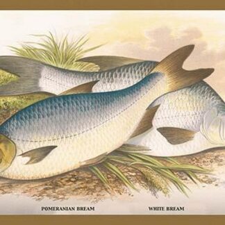 Pomeranian and White Bream by A.F. Lydon