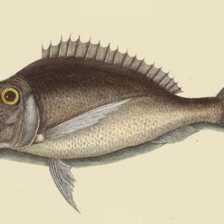 Porgy by Mark Catesby