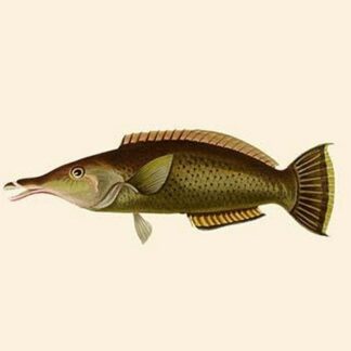 Porpus - Parrot Fish by John Whitchurch Bennett