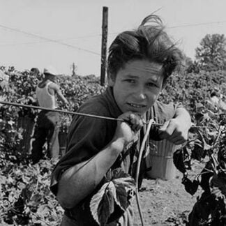Portrait of a Migratory Boy picking Hops by Dorothea Lange
