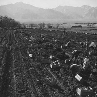 Potato Fields by Ansel Adams #2