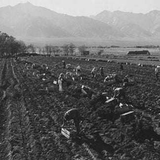 Potato Fields by Ansel Adams