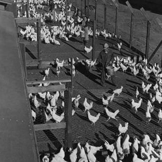 Poultry Farm by Ansel Adams
