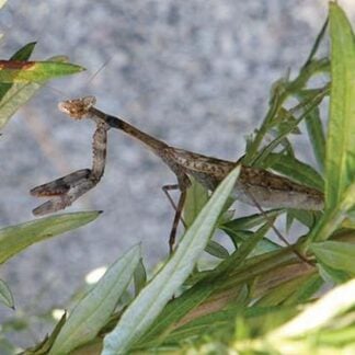 Praying Mantis by Jason Pierce