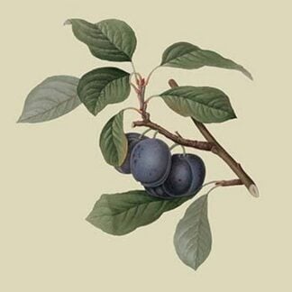 Precoce de Tour - Plum by William Hooker