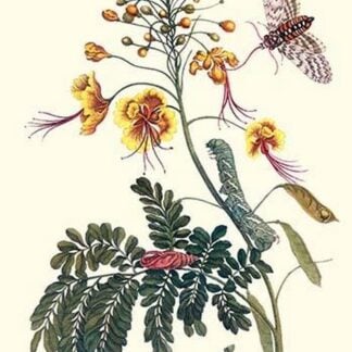 Pride of Barbados with a Tobacco Hornworm by Maria Sibylla Merian