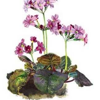 Primula Megasaefolia by H.G. Moon