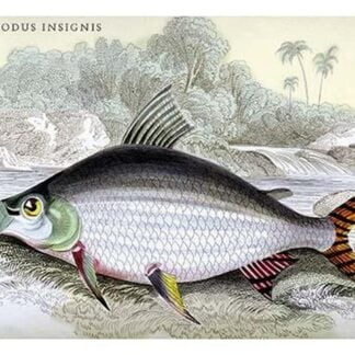 Prochilodus Insignis by Robert H. Schomburgk