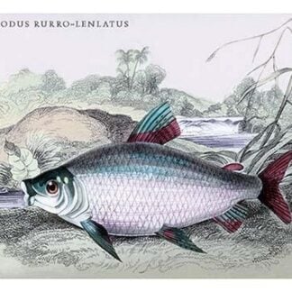 Prochilodus Rurro-Lenlatus by Robert H. Schomburgk