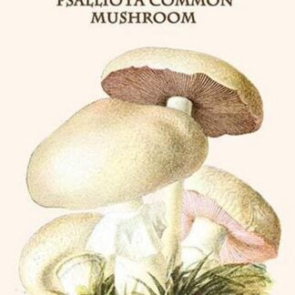 Psalliota Common Mushroom By Edmund Michael