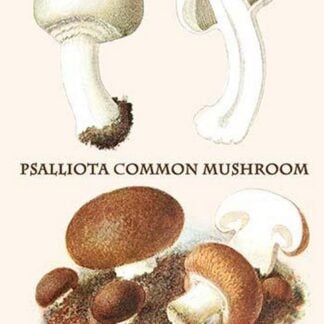 Psalliota Common Mushroom By Edmund Michael
