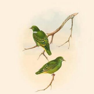 Ptilonopus Nanus - Tiny Fruit-Pigeon - Dove by John Gould