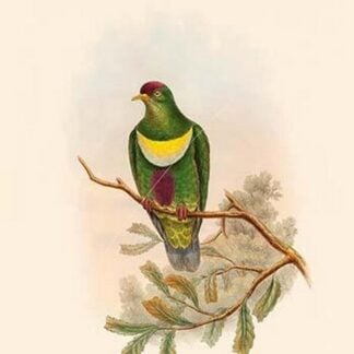 Ptilopus Bellus - Purple-Bellied Fruit-Pigeon - Dove by John Gould