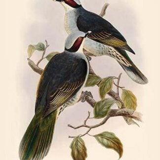 Ptilopus Fischeri - Fischer's Fruit-Pigeon - Dove by John Gould
