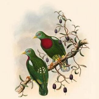 Ptilopus Lewisi - Lewis' Fruit-Pigeon by John Gould
