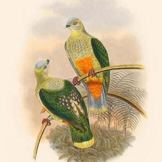 Ptilopus Richardsi - Richard's Fruit-Pigeon - Dove by John Gould