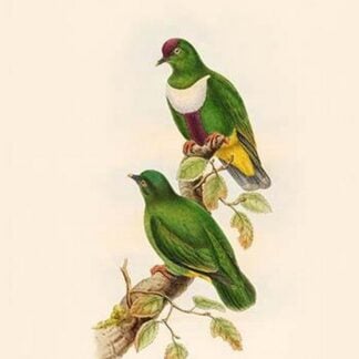 Ptilopus Rivolii - Massena Fruit-Pigeon - Dove by John Gould