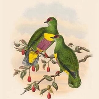 Ptilopus Solomonensis - Solomon Island Fruit-Pigeon - Dove by John Gould
