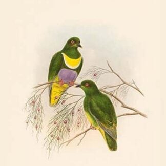 Ptilopus Speciosus - Lilac-Bellied Fruit-Pigeon - Dove by John Gould