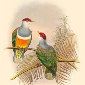 Ptilopus Wallacei -Wallace's Fruit-Pigeon by John Gould