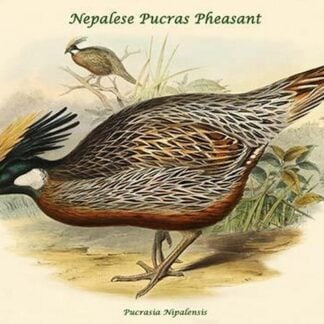 Pucrasia Nipalensis - Nepalese Pucras Pheasant by John Gould