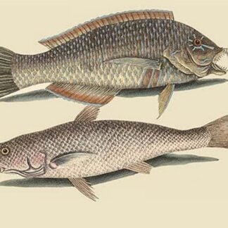 Pudding Wife Wrasse & Carolina Whiting by Mark Catesby